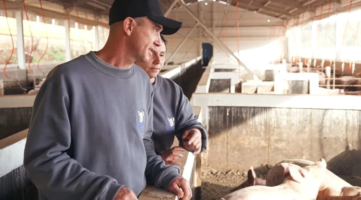 Casal amplia granja de suínos em Concórdia com trabalho e investimento gradual