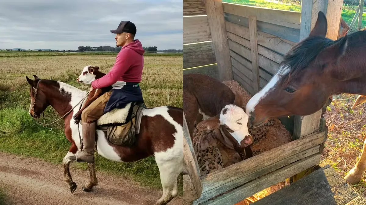 Tody encontra cuidados e leite na égua Tobiana após ser separado da mãe