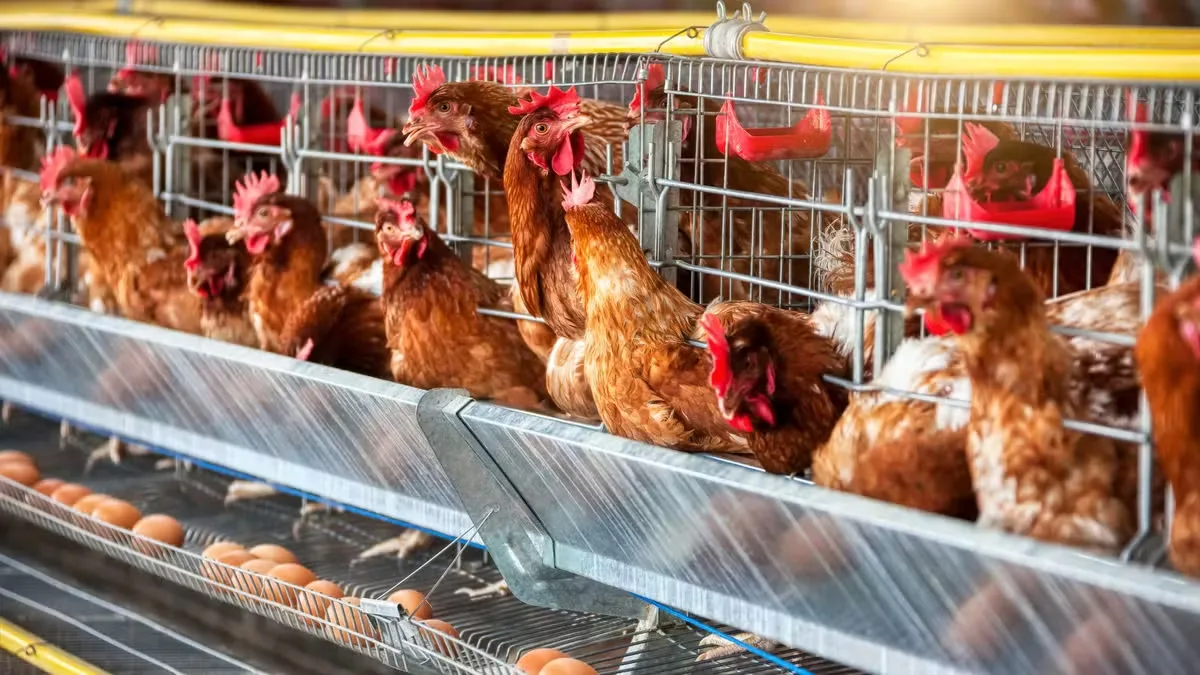 Produção de ovos chega a 5,7 bilhões de dúzias no Brasil em 2025
