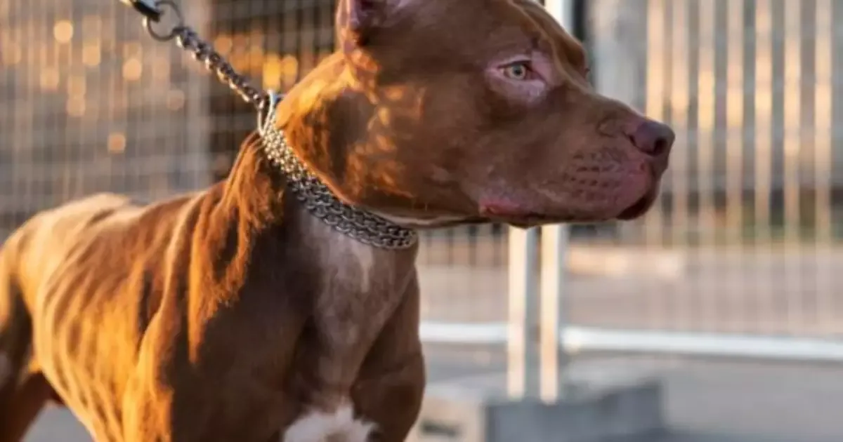Cão invade casa em Tramandaí, fere moradores e mata dois cachorros