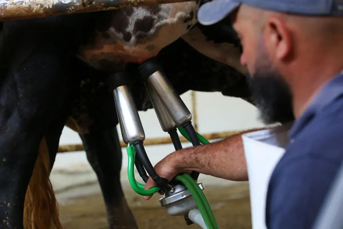 Produção de leite varia conforme raça, manejo e condições do animal