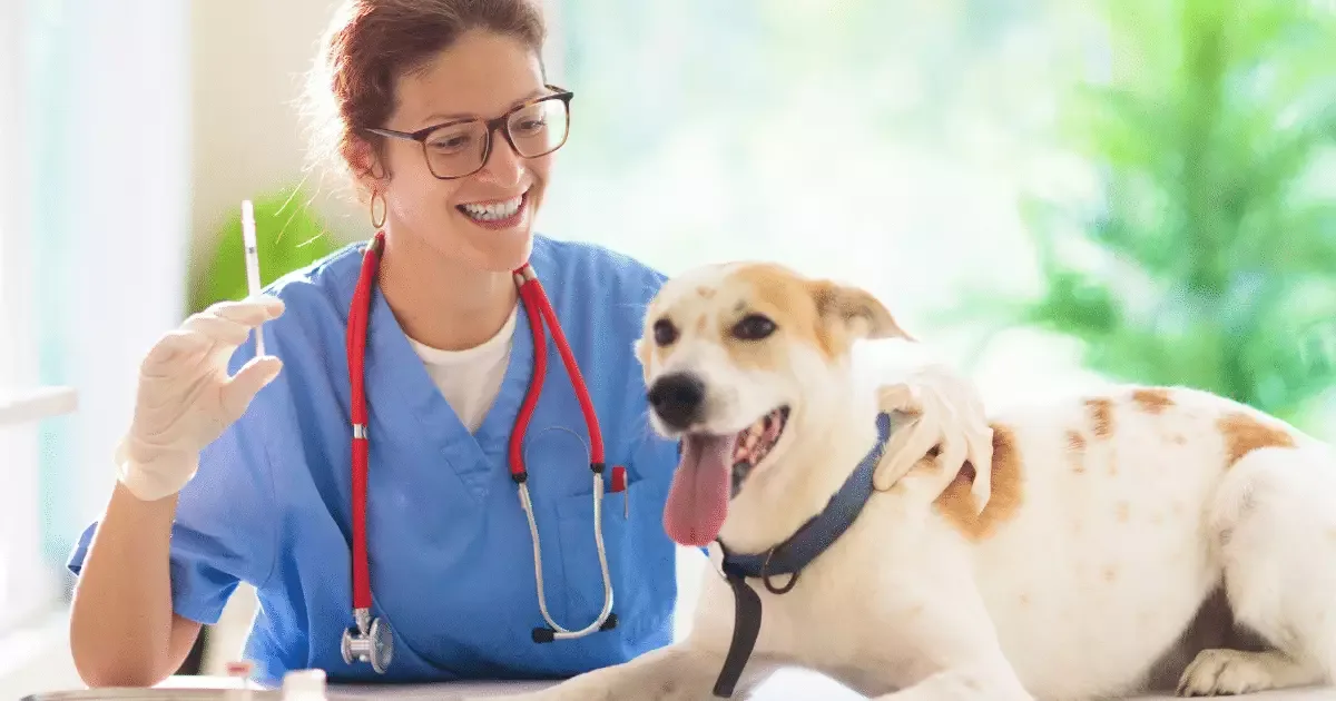 Vacinação e cuidados reduzem risco de raiva em cães e gatos