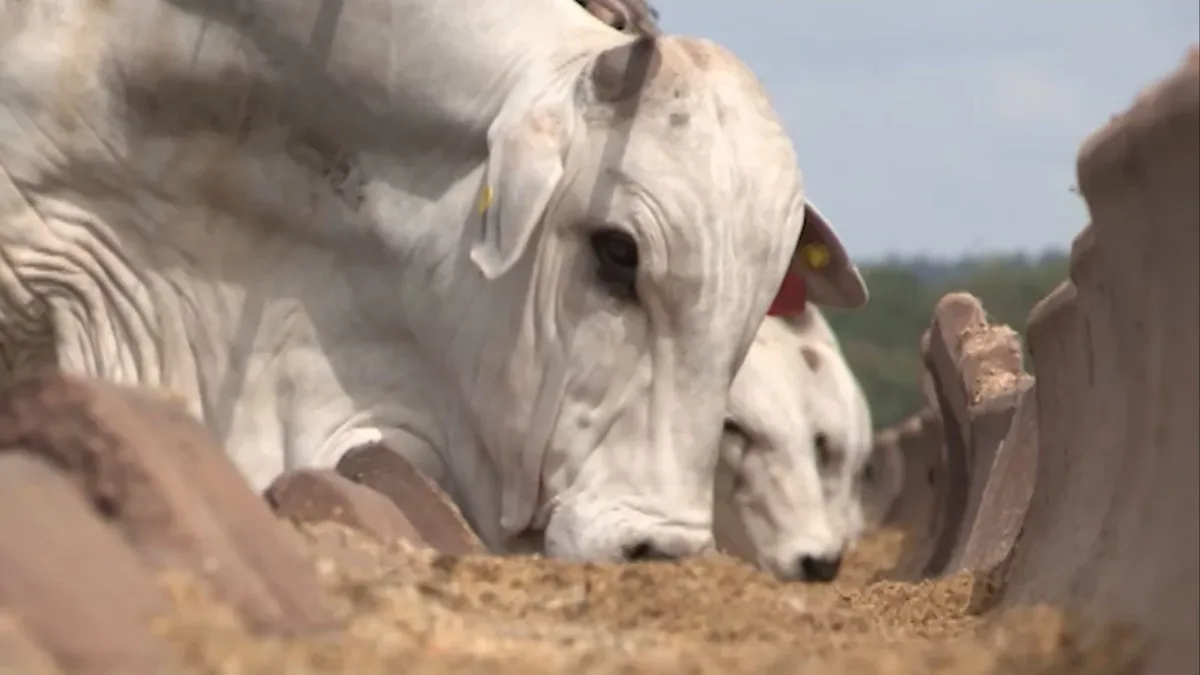 Soro de leite mais caro abre espaço para concentrado de soja na alimentação animal