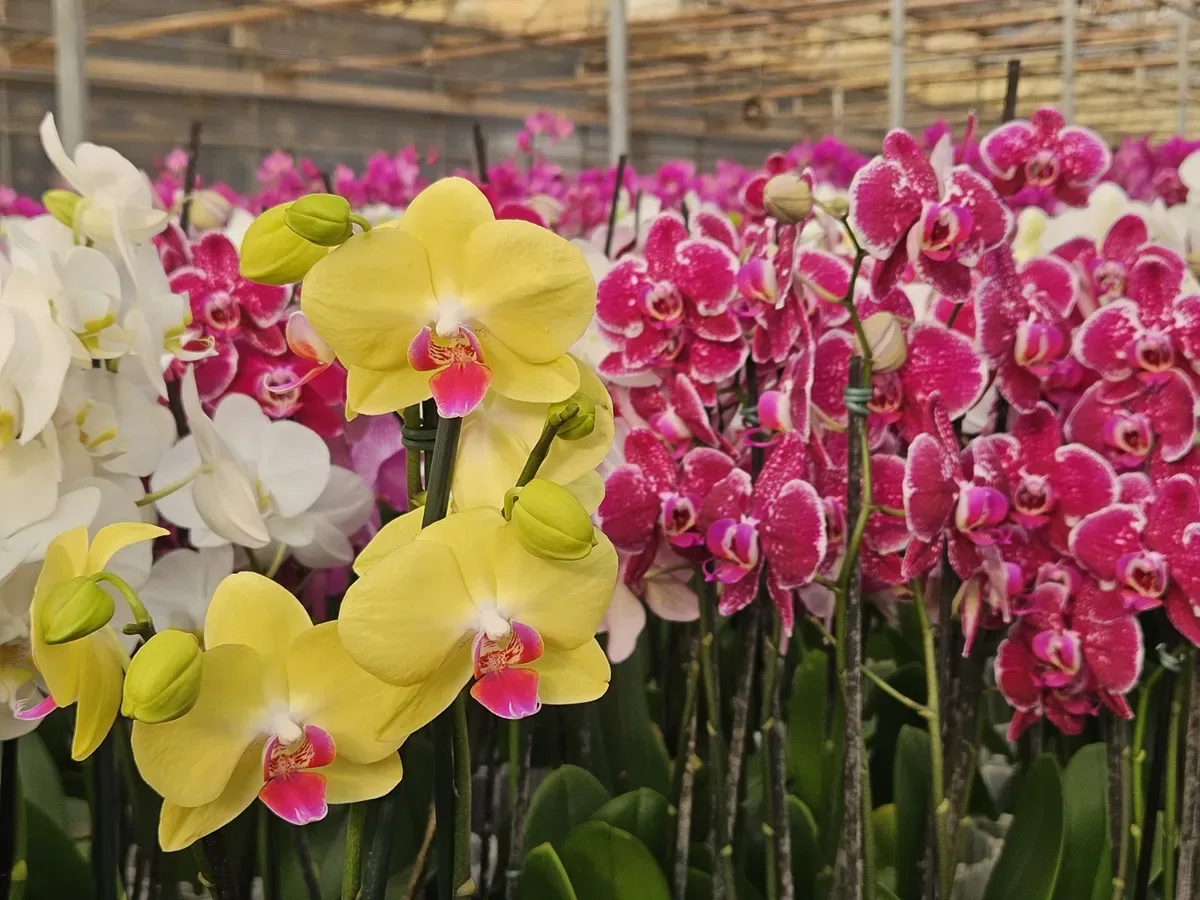 Cuidados básicos ajudam a cultivar orquídeas em casa