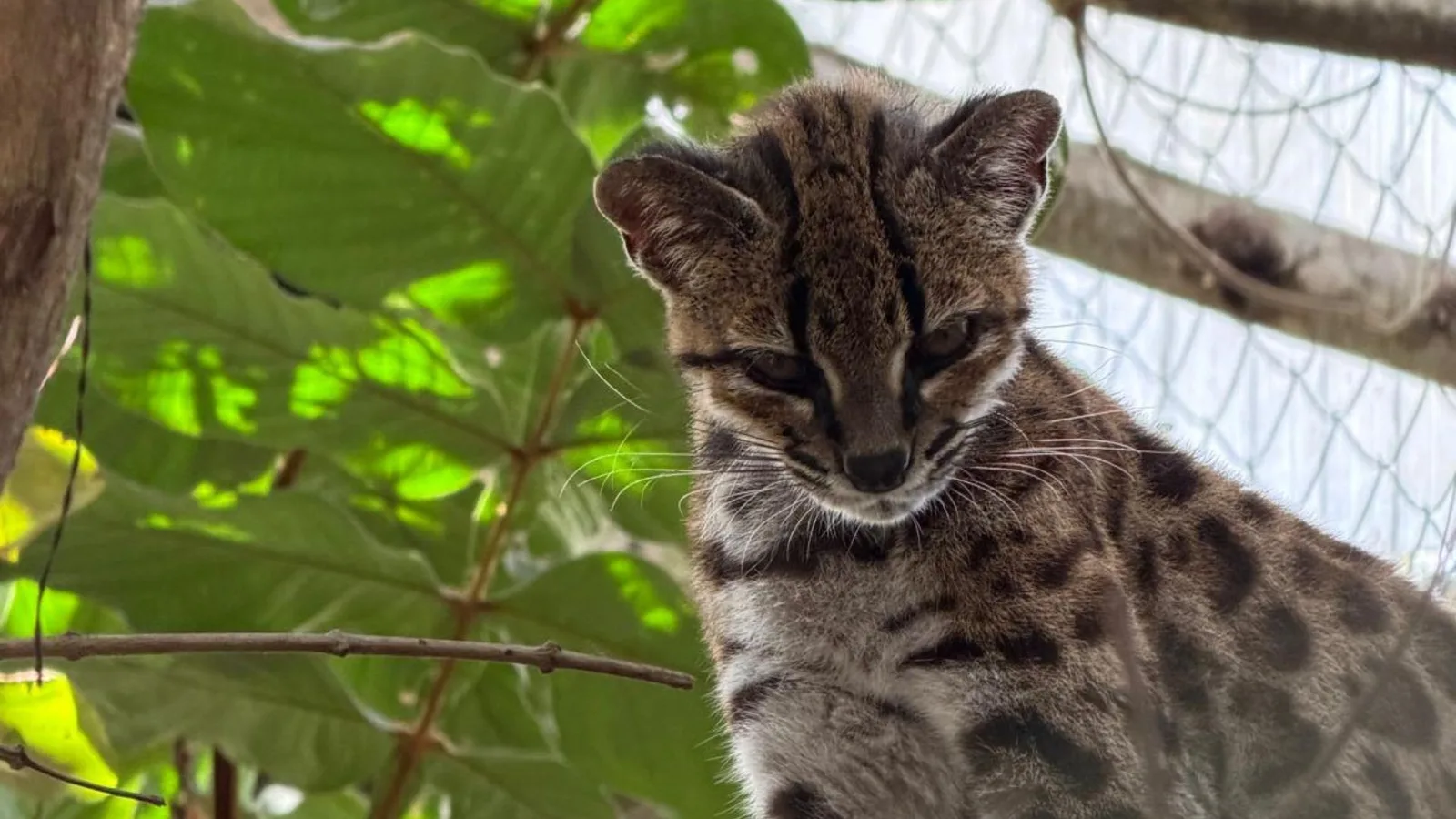 Filhote encontrado na Bolívia leva à descrição de nova espécie de felino