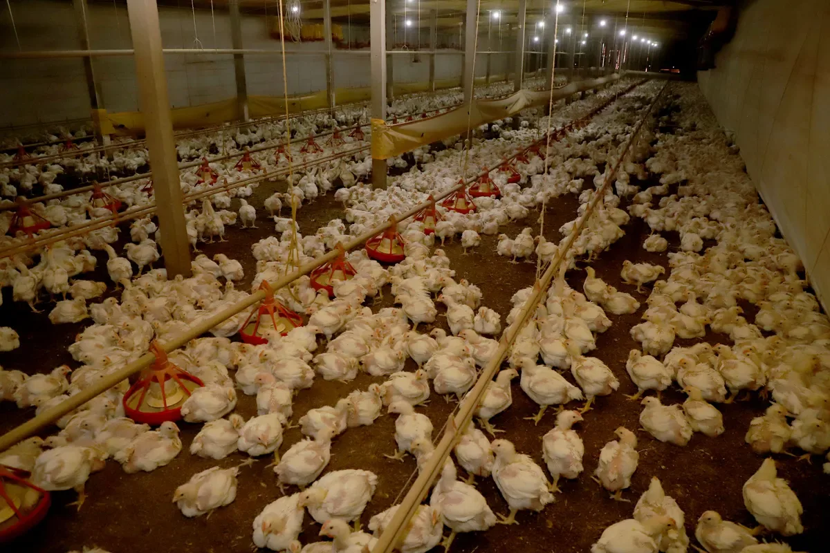 Produção de frango deve crescer 3,1% em 2026, prevê Conab