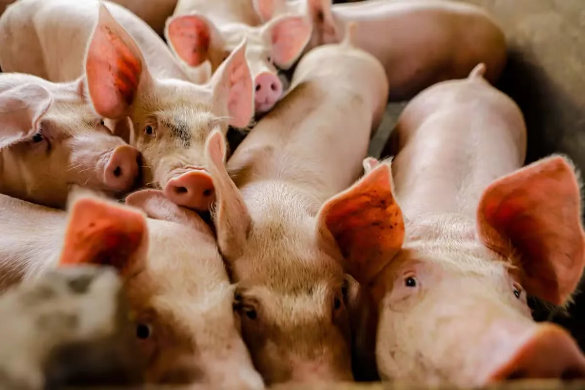 Rebanho suíno chega a 44 milhões de cabeças no Brasil em 2025