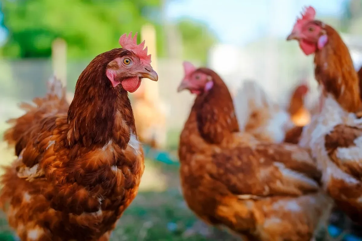 Só uma de 53 linhas de crédito analisadas cita o bem-estar animal