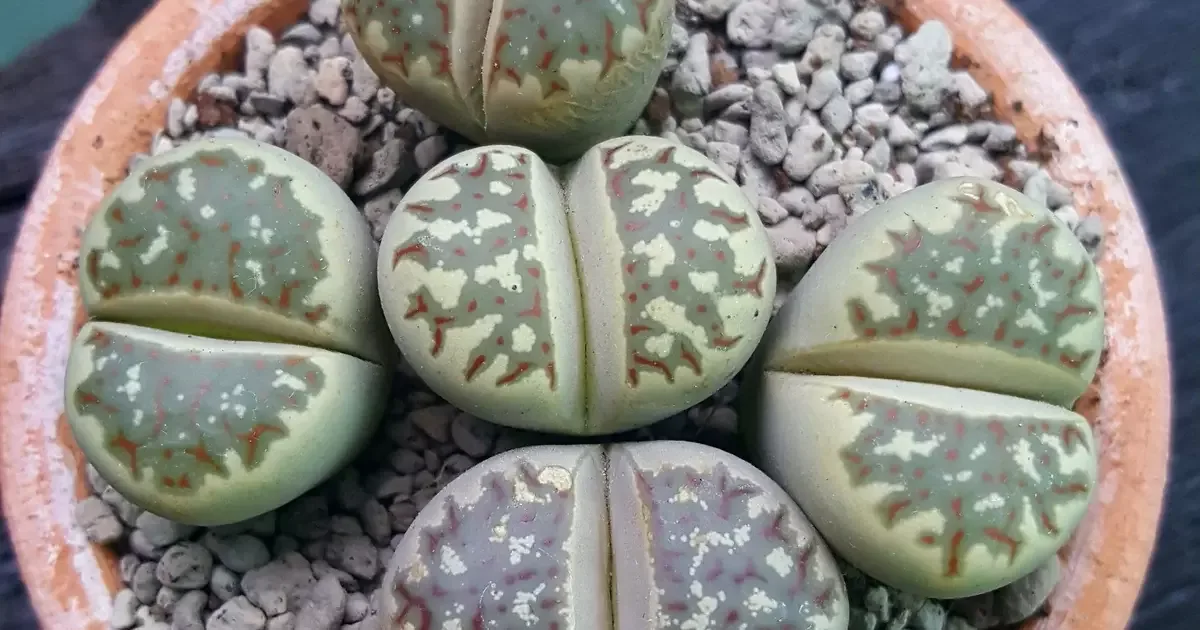 Planta-pedra exige controle da rega e boa luminosidade