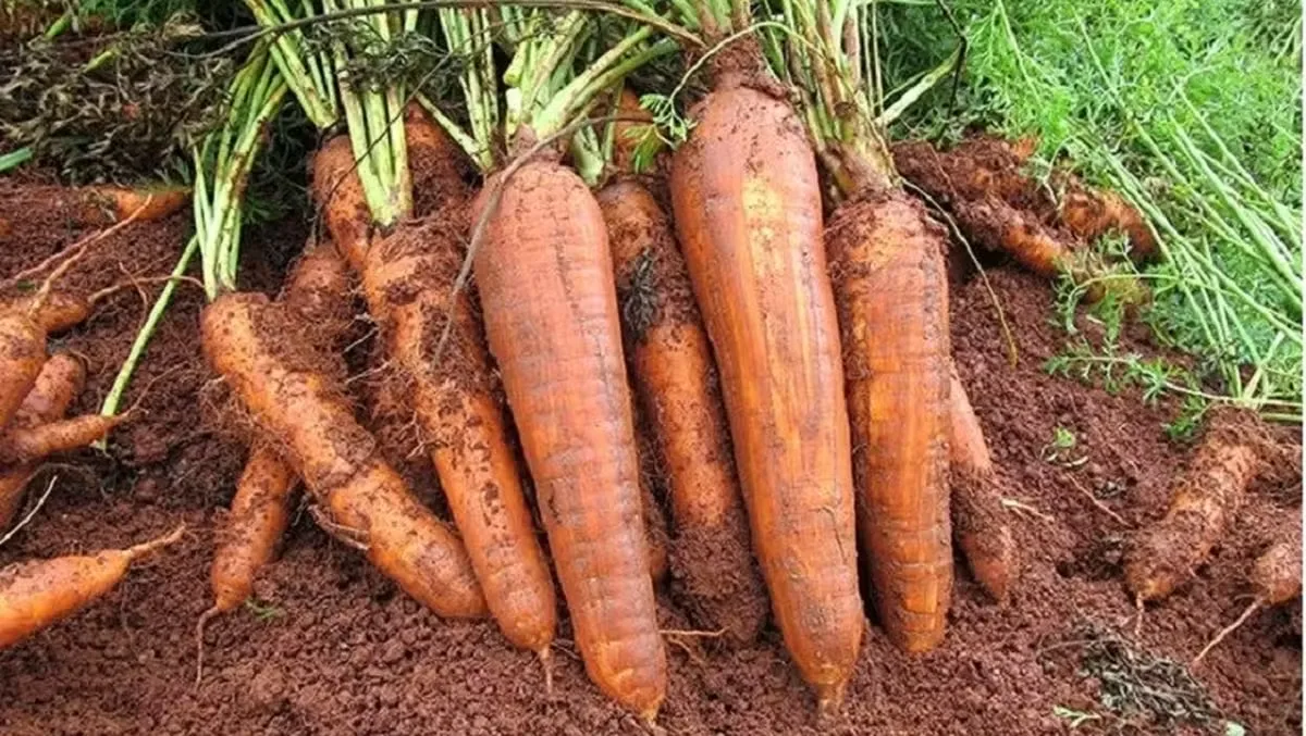 Chuvas espaçadas e colheita antecipada ampliam oferta de cenoura em São Gotardo