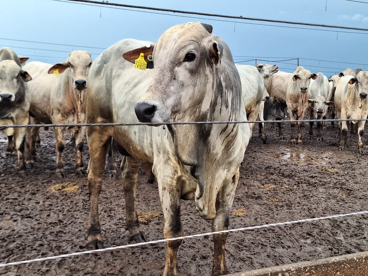 Boi gordo mantém preços, enquanto exportações recuam em agosto