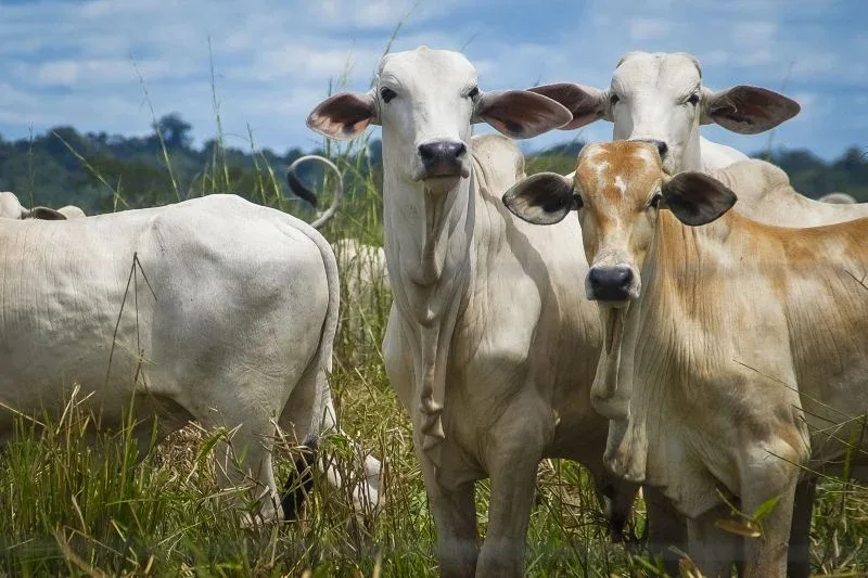 Fórum em São Paulo discutirá mercado do boi e exportações de carne