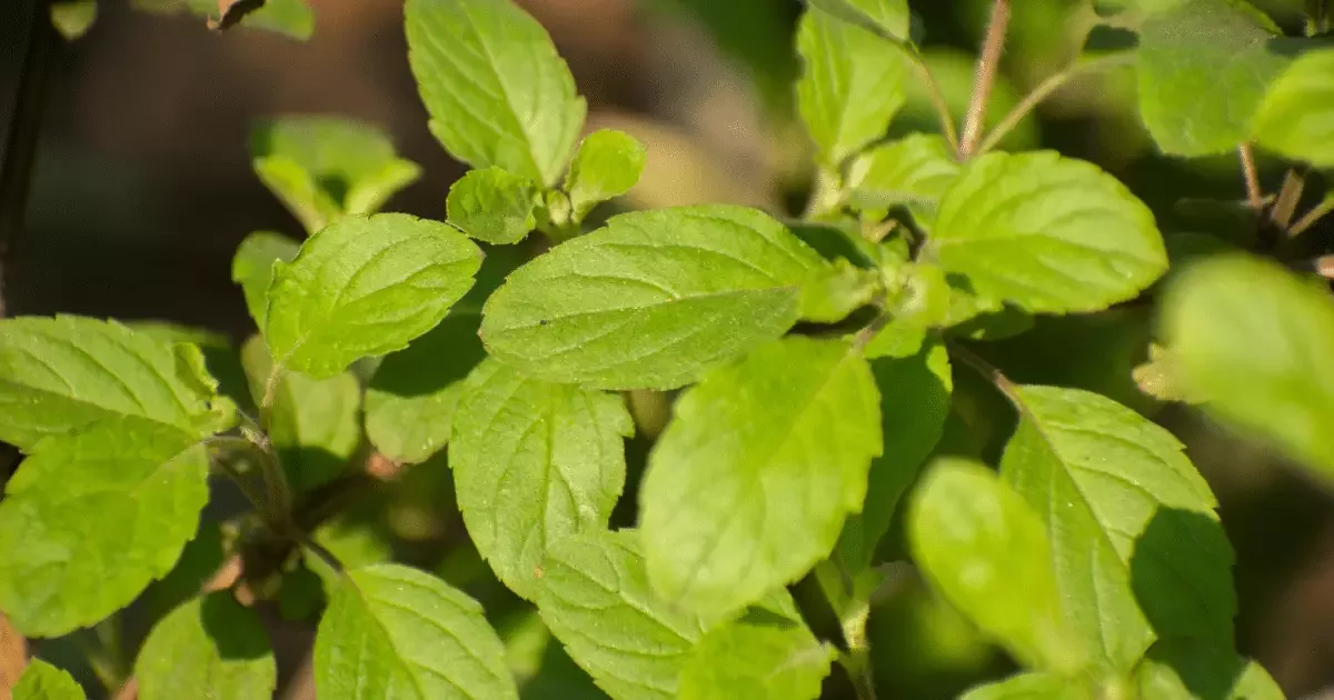 Tulsi combina compostos antioxidantes e infusão sem cafeína