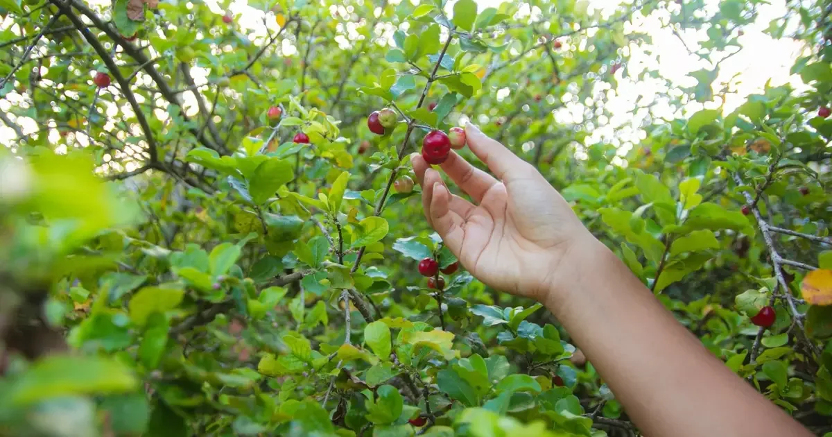 Aceroleira combina sombra, frutos frequentes e folhas usadas em chás