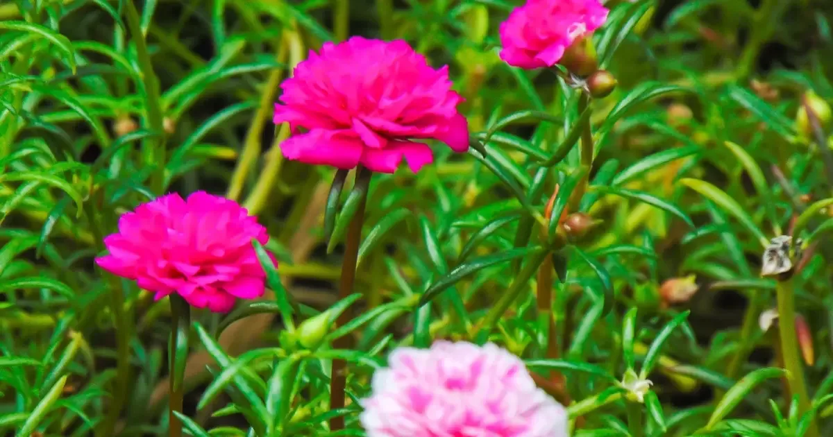 Como cultivar onze-horas e favorecer o surgimento de novas flores