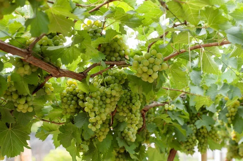 Goiás amplia número de vinícolas em ritmo superior à média brasileira