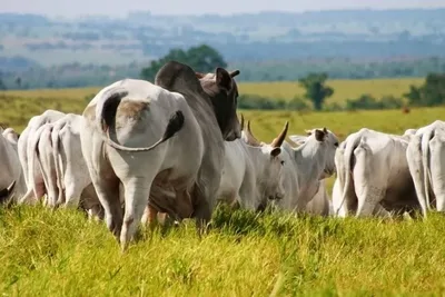 Arroba do boi gordo sobe em estados brasileiros, com Minas Gerais a R$ 341,76