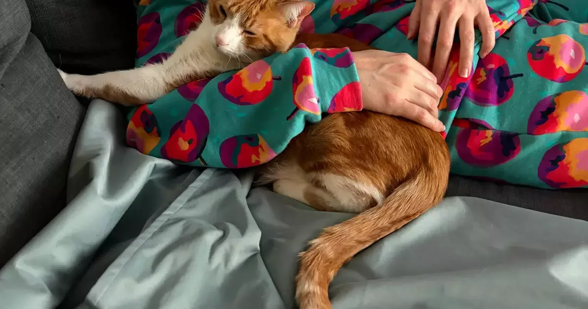 Por que gatos podem preferir quem respeita mais o espaço deles