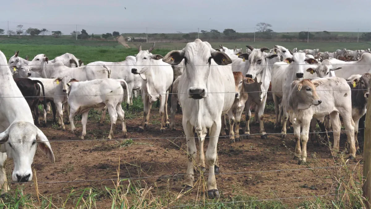 Fazenda em Pindamonhangaba registra remoção de carbono maior que suas emissões