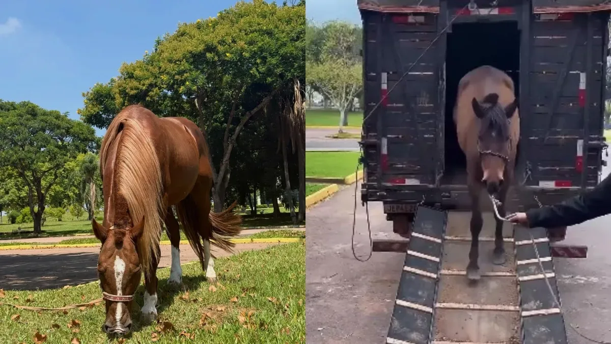 Cavalo Caramelo recebe égua para possível reprodução no Rio Grande do Sul