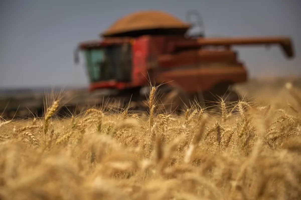 Exportações russas de trigo devem ter menor volume desde 2010