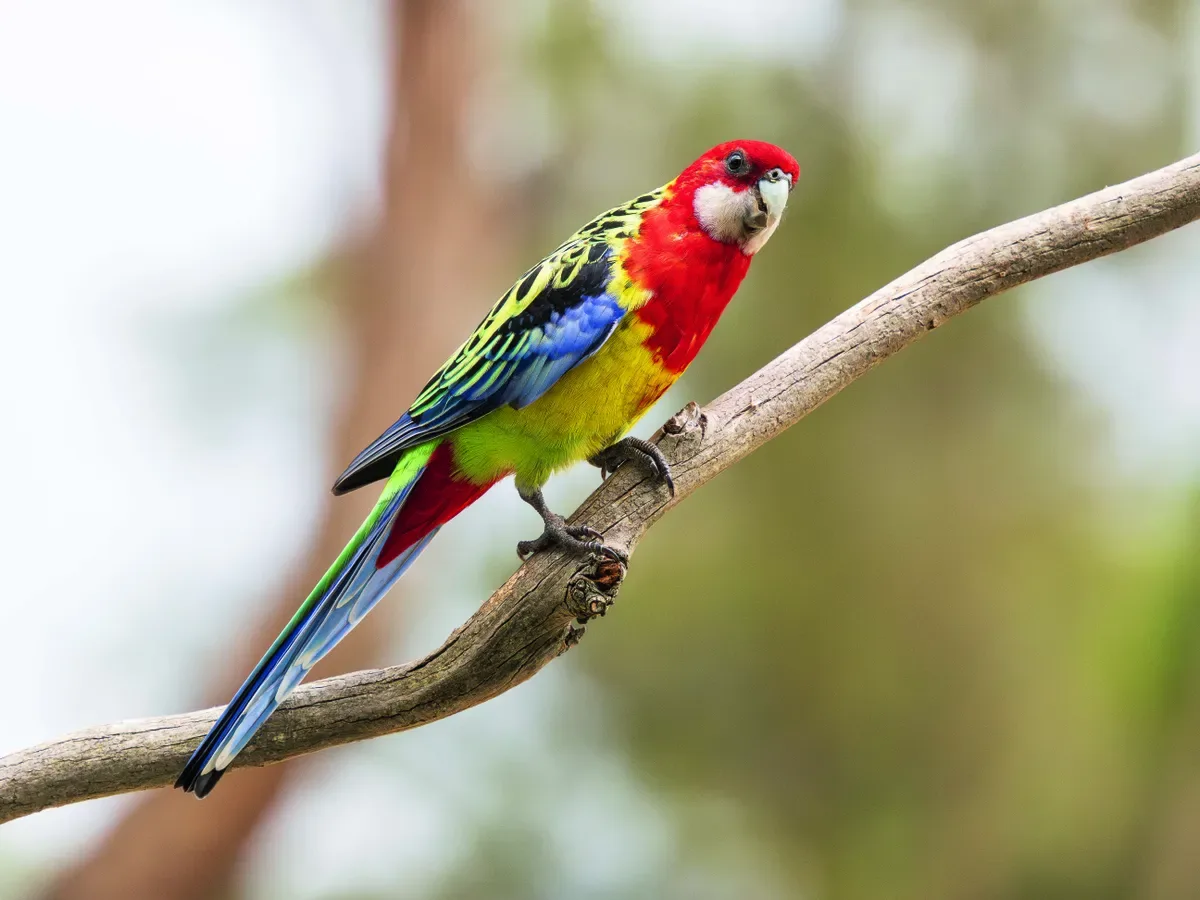 Rosella eximius combina criação compacta e procura em torneios de ornitologia
