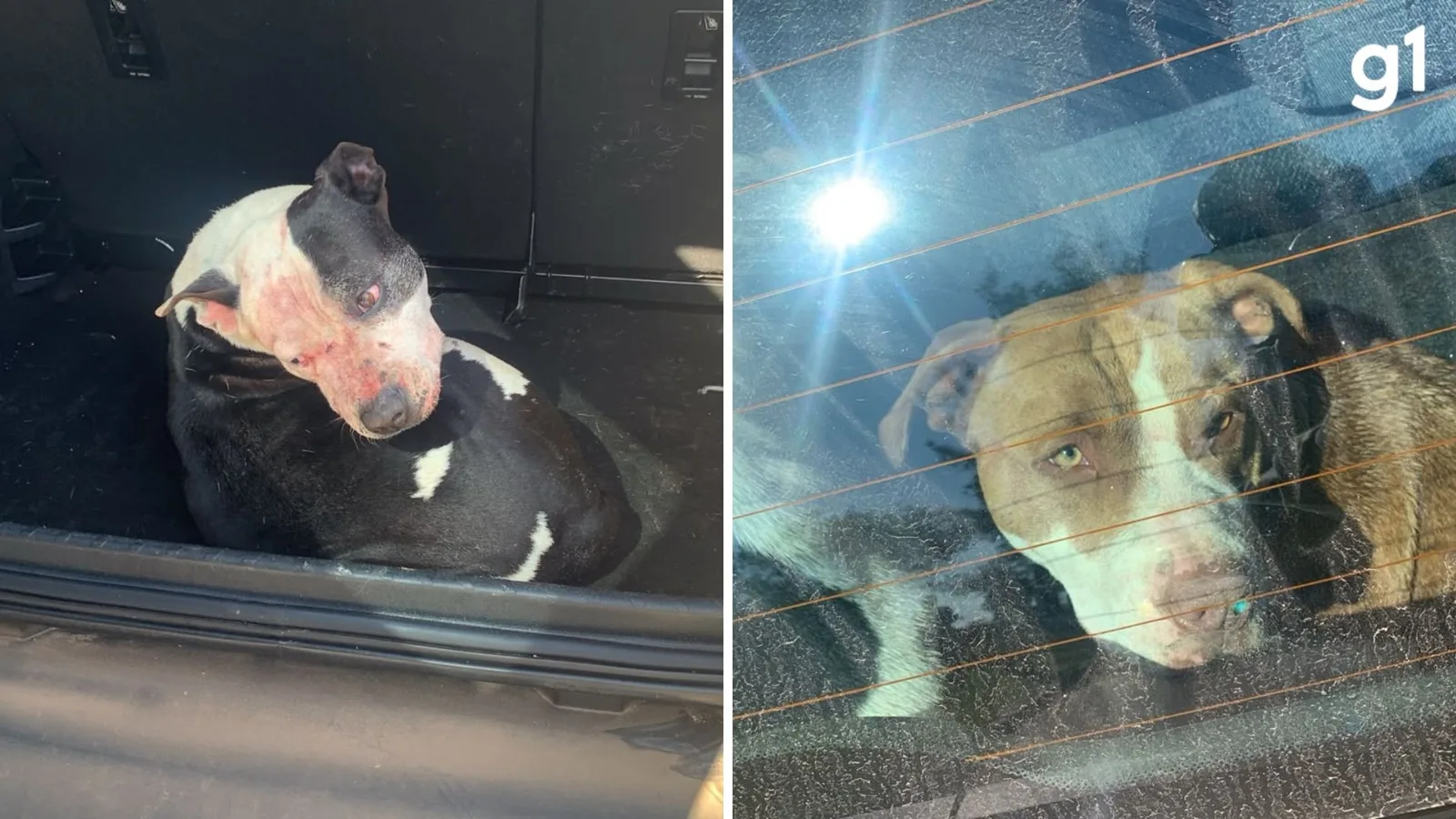 Homem de 57 anos morre após ataque de três pit bulls no litoral do RS