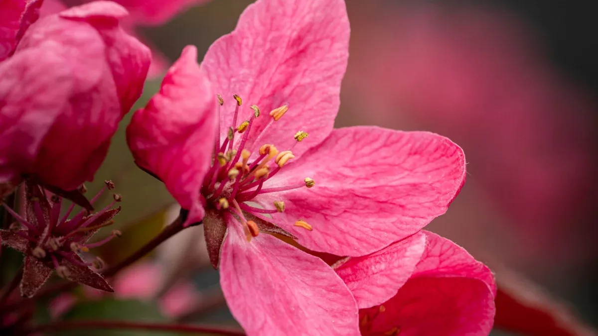 Ceagesp em Flor reúne flores, artesanato e alimentação em Rio Preto