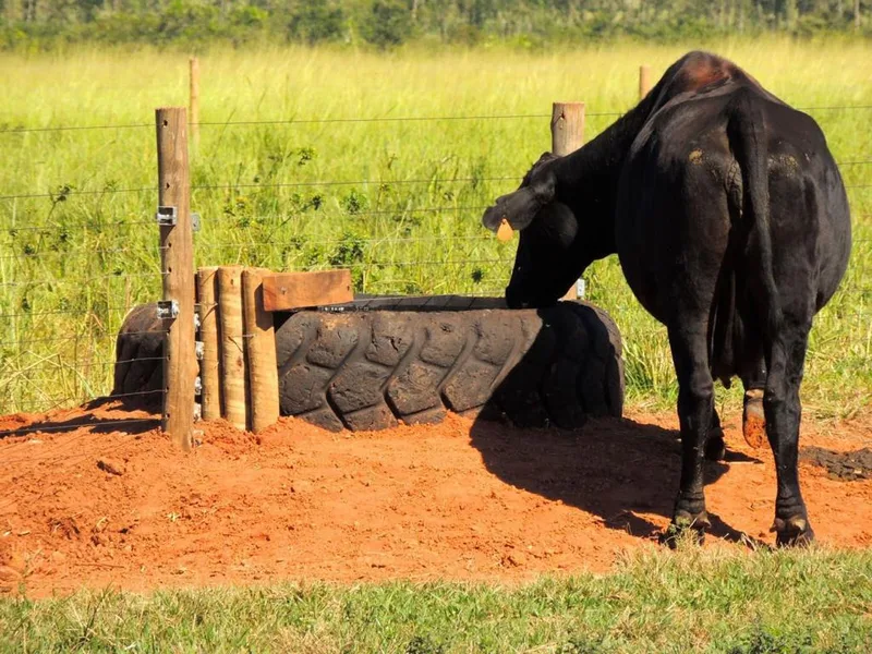 Água limpa pode elevar desempenho diário do gado, aponta especialista