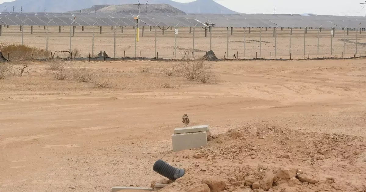 Usina solar no Arizona vira abrigo para colônia de corujas-buraqueiras