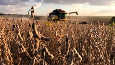 Soja fecha no maior nível em três anos com demanda chinesa e petróleo em alta