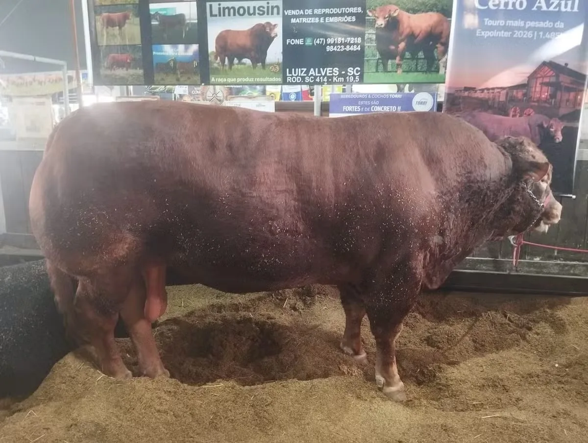 Mário da Cerro Azul alcança 1.485 quilos e lidera ranking da Expointer
