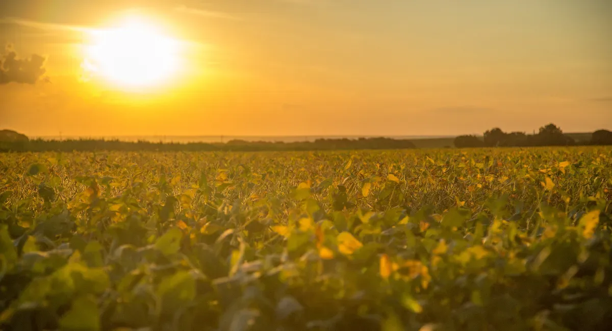 Calor e chuva irregular exigem ajustes regionais no campo durante o El Niño