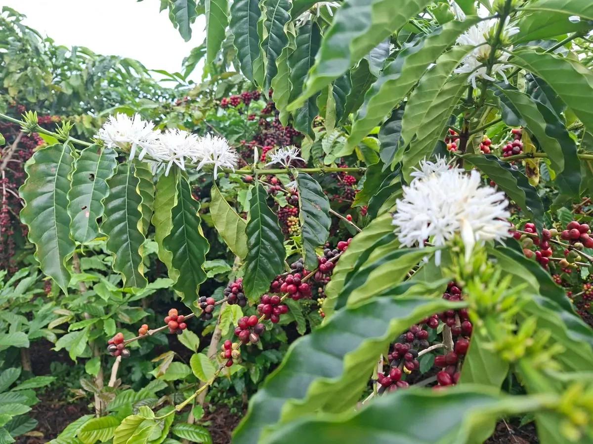 Café arábica e robusta têm queda nas cotações após avanço das chuvas