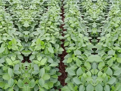 Plantio da soja começa no Brasil com tentativa de reduzir efeitos do El Niño