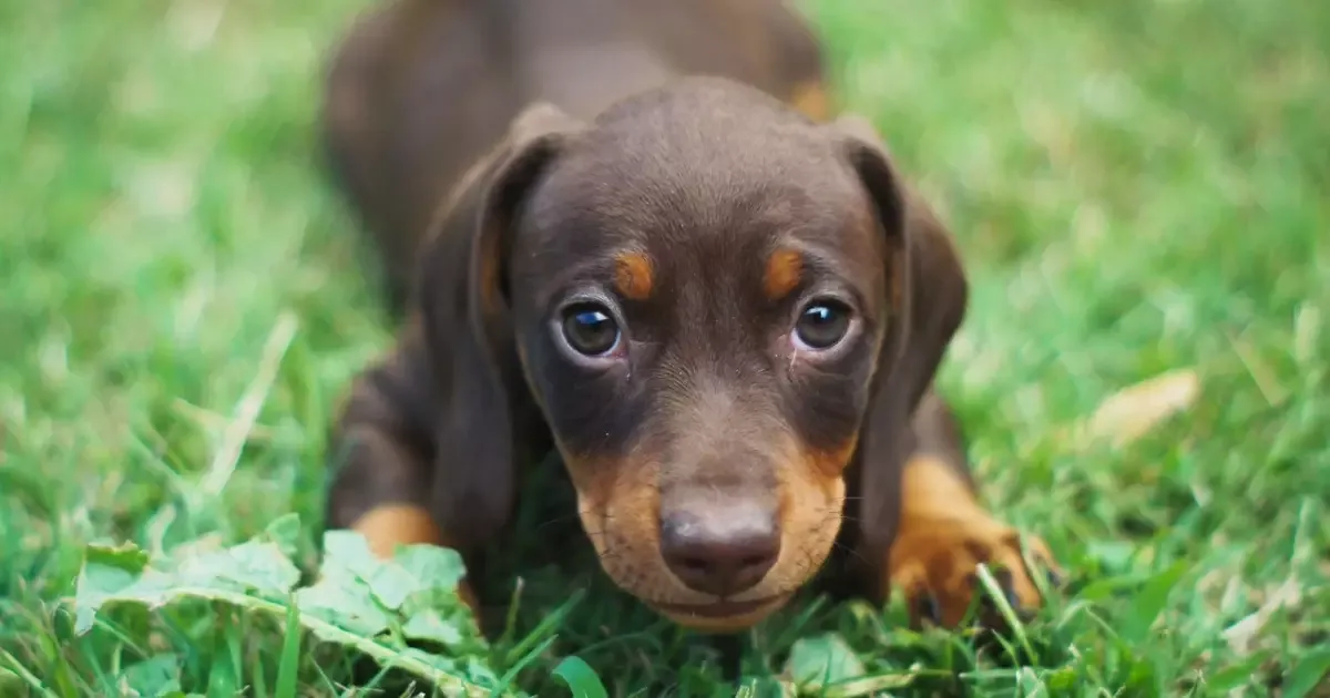 Mudanças no comportamento dos cães que merecem avaliação veterinária
