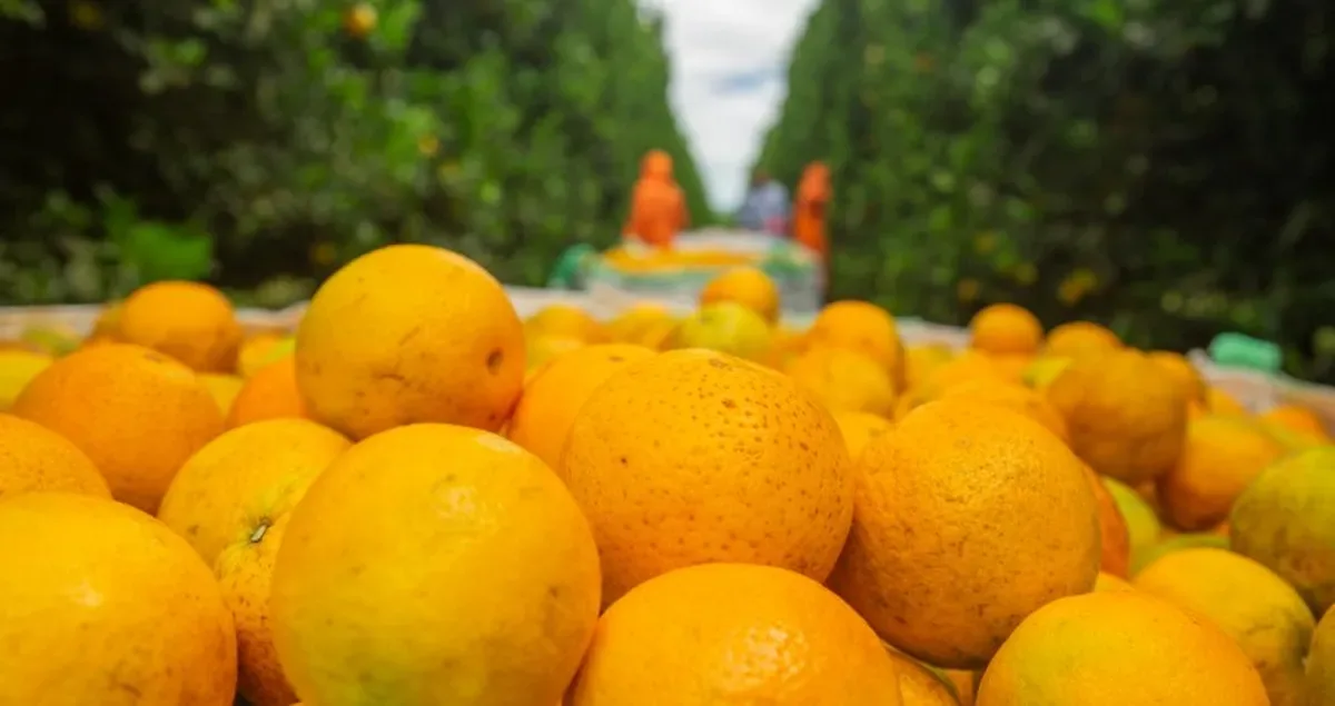 Pepro garante venda de 13,1 mil toneladas de laranja da safra 2026/2027