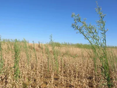 Manejo de plantas daninhas antecede semeadura da soja na safra 2026/27