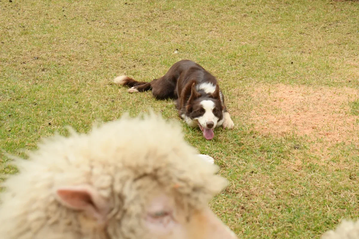 Cães border collie demonstram manejo de ovinos durante a 49ª Expointer