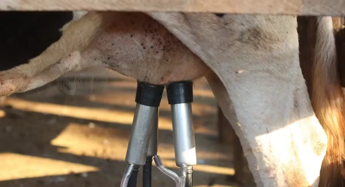 Brasil registra maior produção de leite, apesar de menos vacas ordenhadas