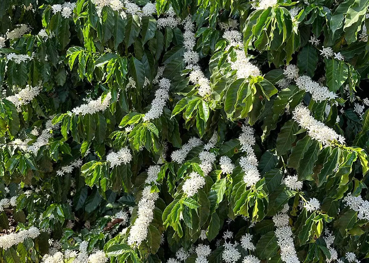 Floradas do café avançam, mas El Niño mantém produtores em alerta