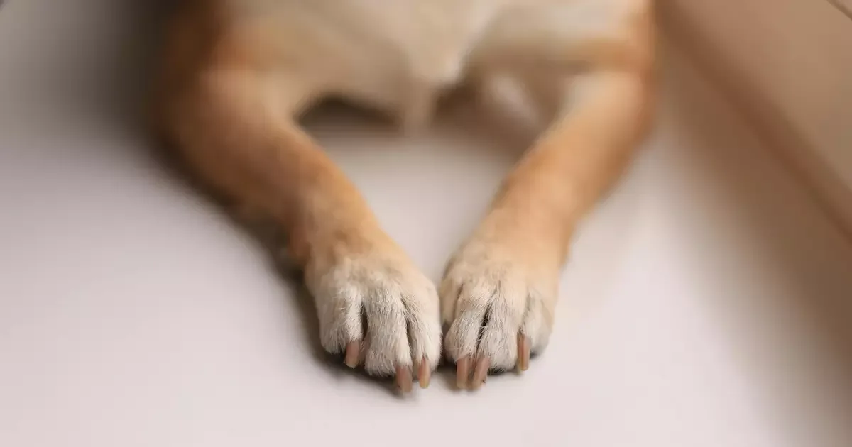 Lambedura frequente das patas pode indicar alergias, dor ou ansiedade em cães