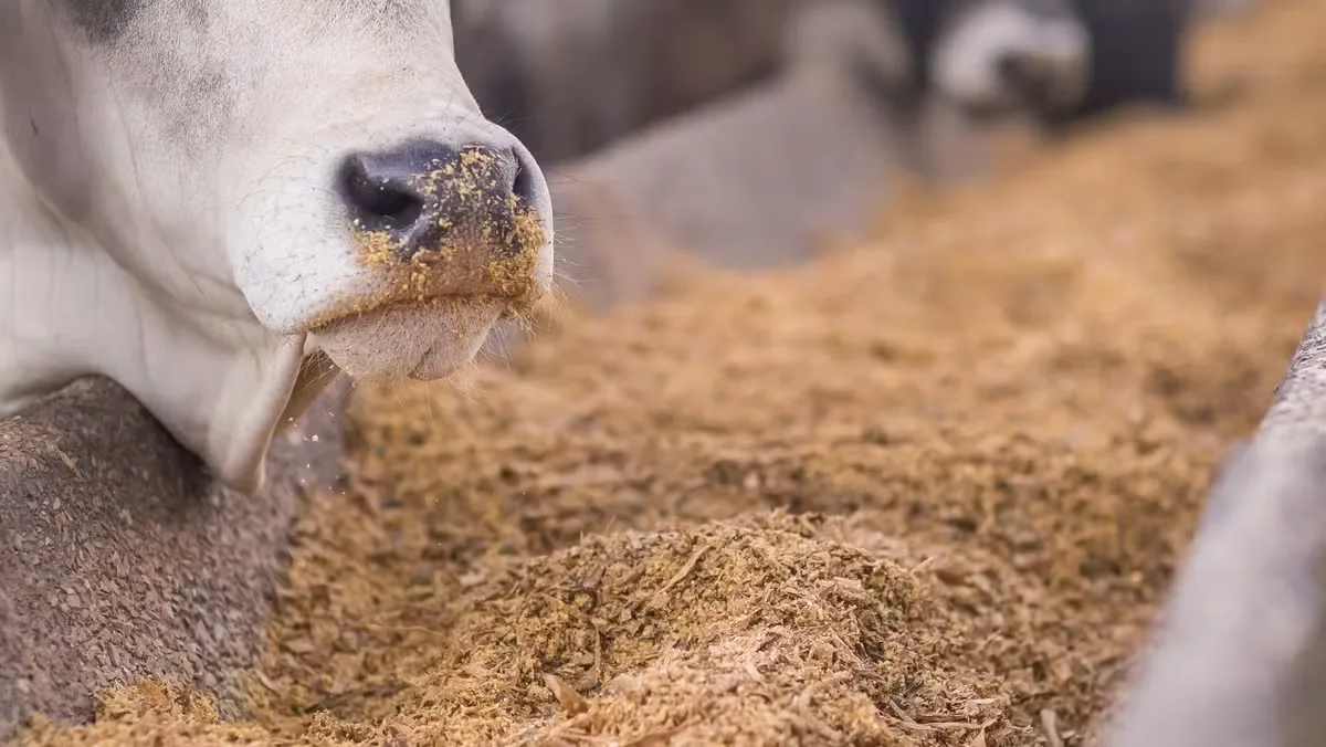 Soja, DDG e sorgo mudam perfil dos insumos para a pecuária brasileira