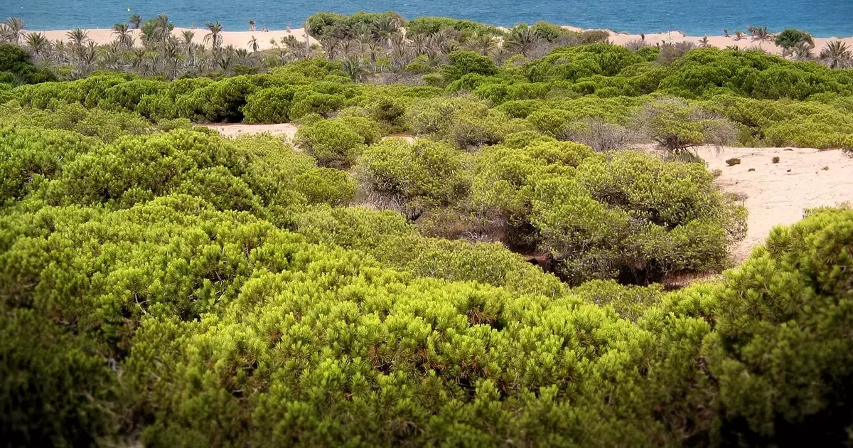 Guardamar del Segura criou floresta para conter avanço das dunas