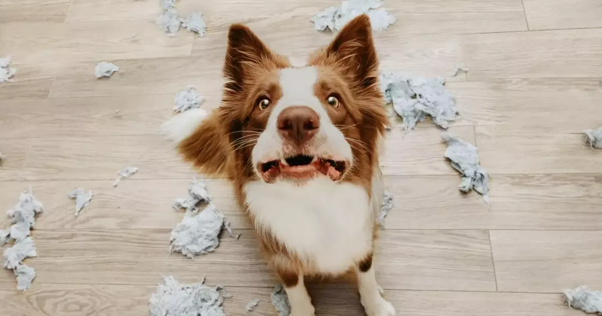 Sonhos com cachorros podem refletir vínculos, proteção e emoções