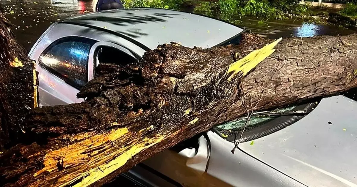 Campanha tenta viabilizar reparo do carro atingido por árvore em Campo Grande