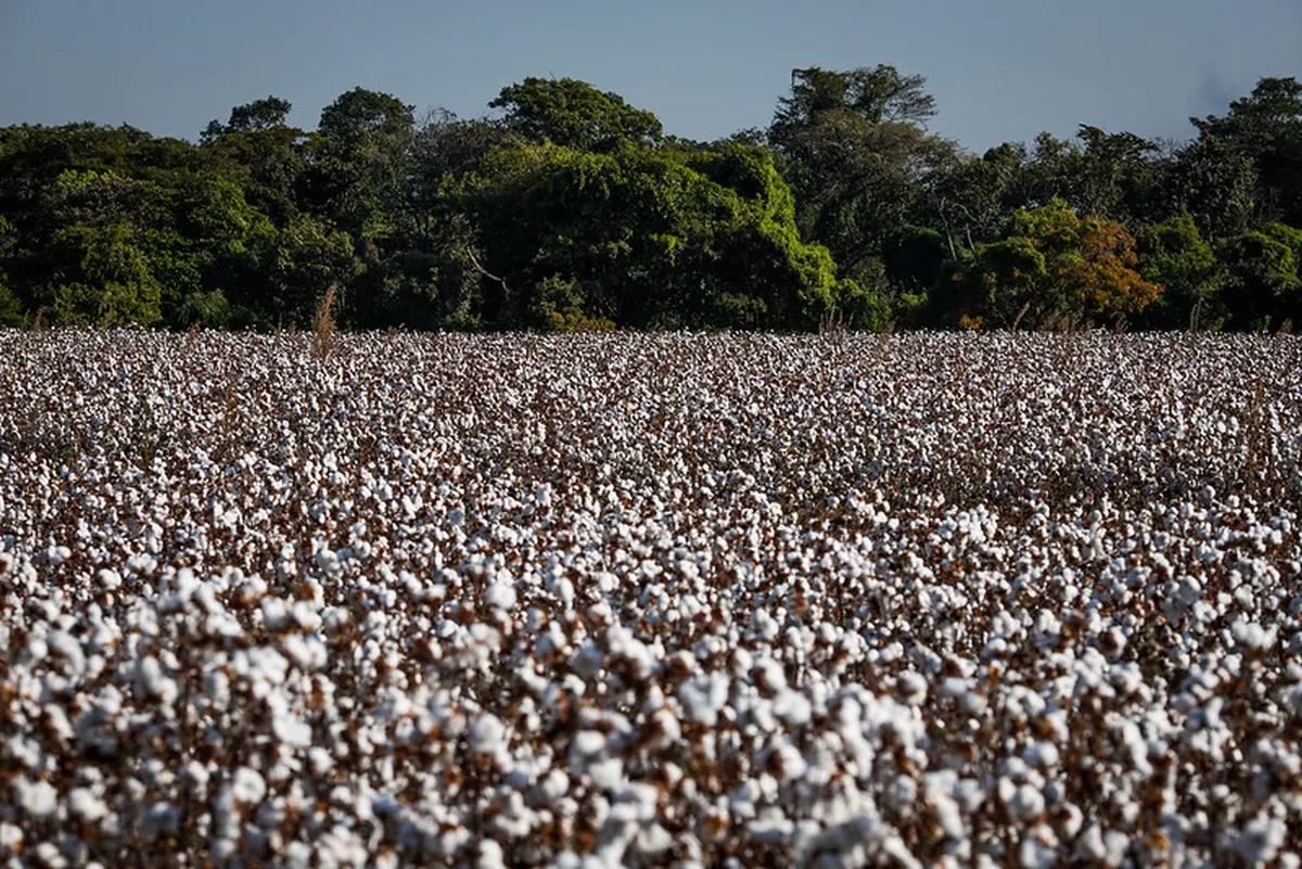 Produtividade sustenta alta da safra de algodão apesar de área menor