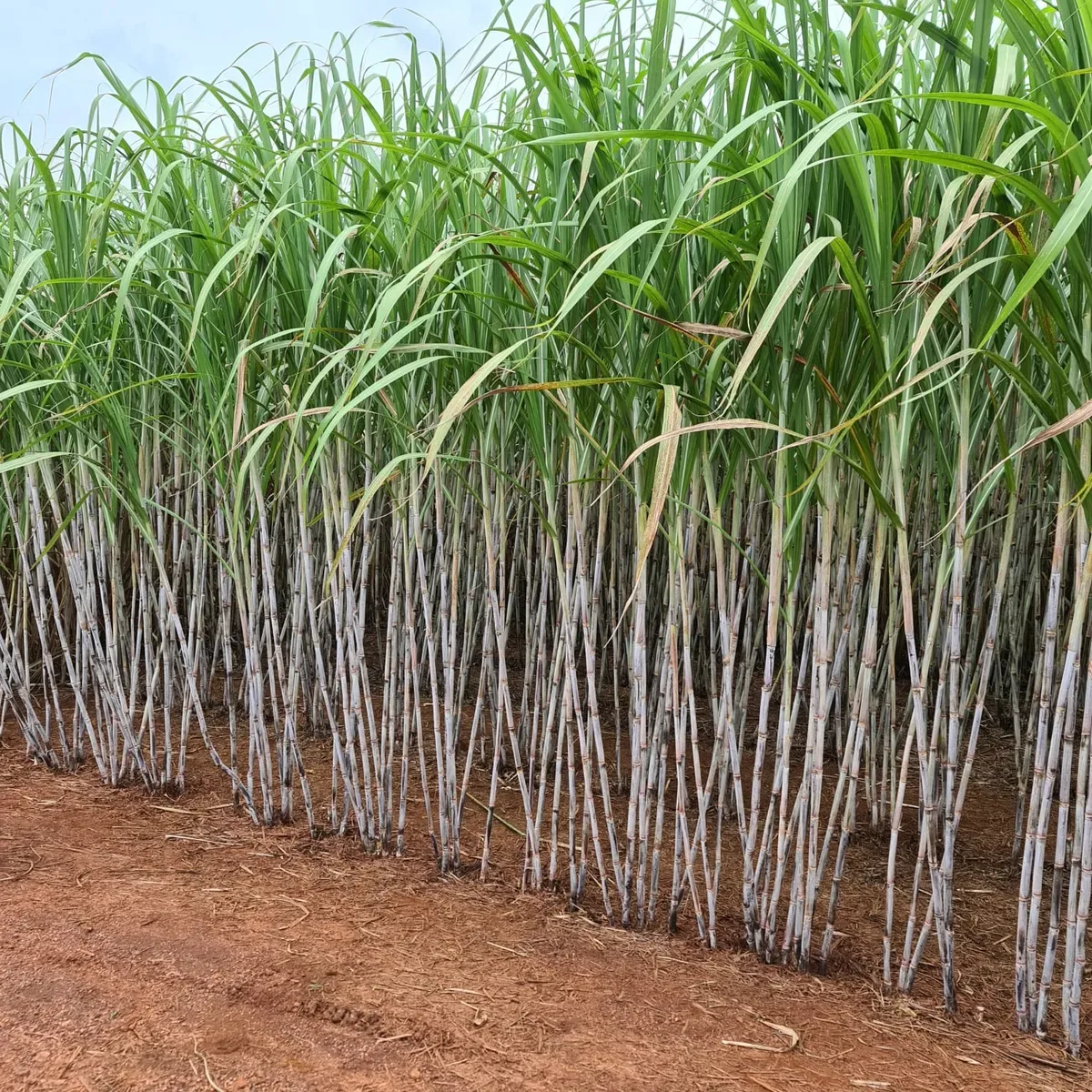 BrasilAgro fecha ano fiscal no prejuízo e prevê menor área plantada