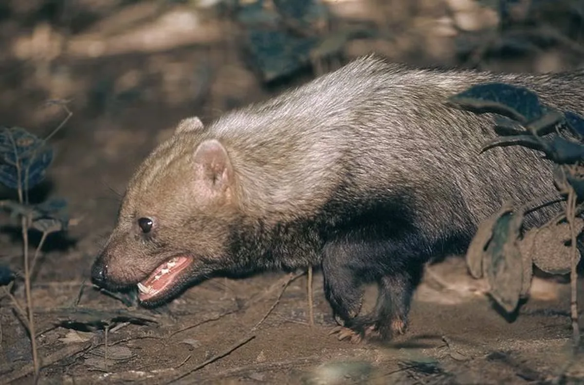 Cachorro-vinagre é identificado em três áreas protegidas de Mato Grosso