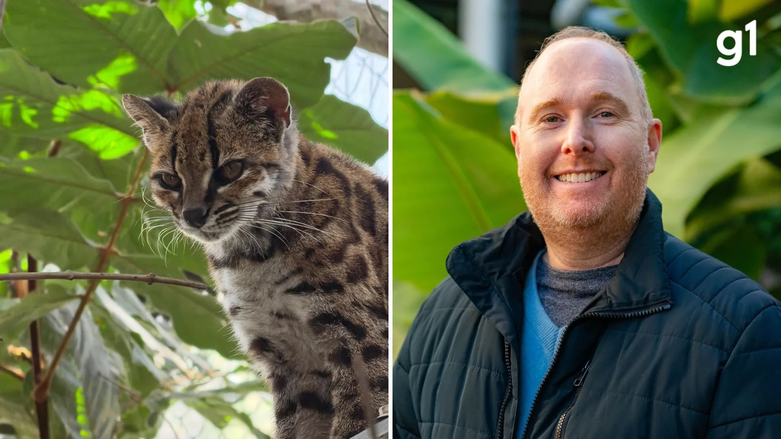 Pesquisador brasileiro participa da identificação de novo felino na Bolívia